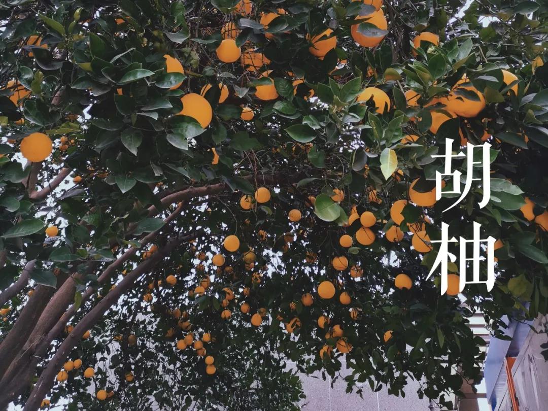 1606958043379181.jpg 1606958043379181.jpg